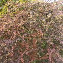 Berberis thunbergii 'Purpurea' P18 P30